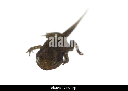 Jungfrosch, Junge, Kroete, Bufo, Bufo, Erdkroete Stockfoto