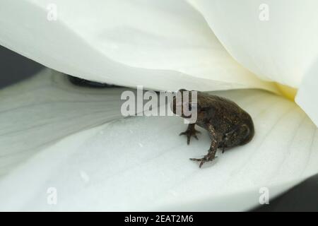 Jungfrosch, Seerosen, Junge, Kroete Stockfoto