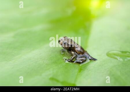 Jungfrosch, Seerosen, Junge, Kroete Stockfoto