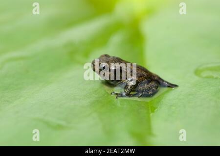 Jungfrosch, Seerosen, Junge, Kroete Stockfoto