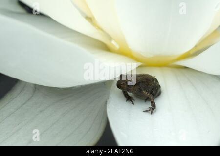 Jungfrosch, Seerosen, Junge, Kroete Stockfoto