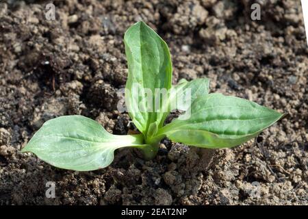 Breitwegerich, Plantago, major, Keimling, Sproessling Stockfoto