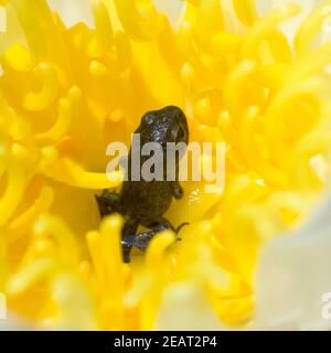 Jungfrosch, Seerosen, Junge, Kroete Stockfoto