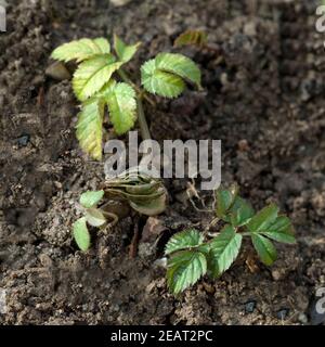 Giersch Aegopodium Podagraria Keimling, Sproessling Stockfoto