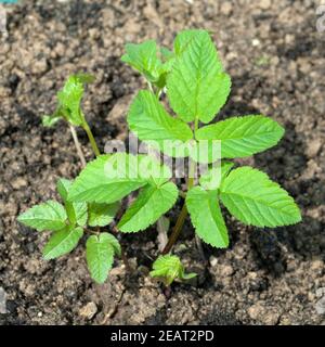 Giersch Aegopodium Podagraria Keimling, Sproessling Stockfoto