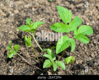 Giersch Aegopodium Podagraria Keimling, Sproessling Stockfoto