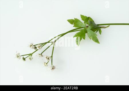 Sanikel Wald-Sanikel Sanicula, europaea Stockfoto