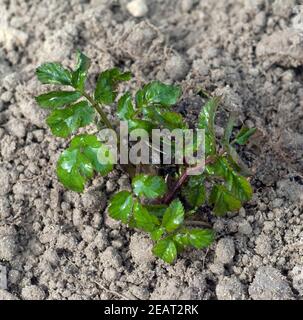 Giersch Aegopodium Podagraria Keimling, Sproessling Stockfoto