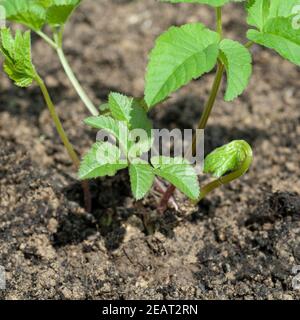 Giersch Aegopodium Podagraria Keimling, Sproessling Stockfoto