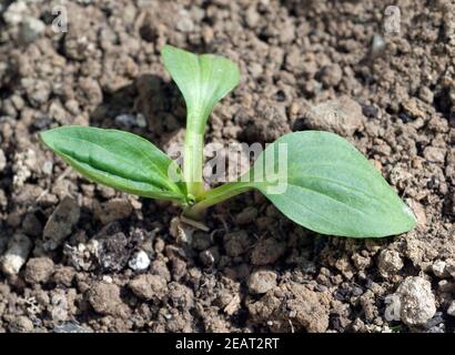 Breitwegerich, Plantago, Major, Keimling Stockfoto