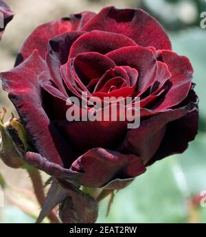 Edelrose Black Baccara Stockfoto