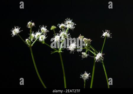 Sanikel Wald-Sanikel Sanicula, europaea Stockfoto