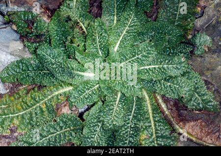 Kardendistel Dipsacus Karde Keimling, Sproessling Stockfoto