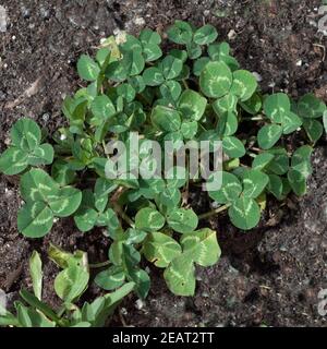 Rotklee, Trifolium, pratense Stockfoto