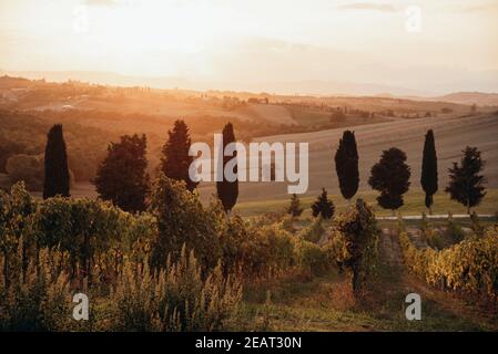 Schöne Aussicht über die Weinberge in der Toskana - genießen Sie das Reisen Stockfoto