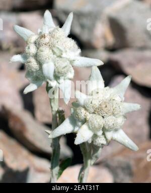 Edelweiss Leontopodium nivale Stockfoto