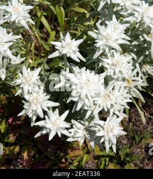 Edelweiss Leontopodium nivale Stockfoto