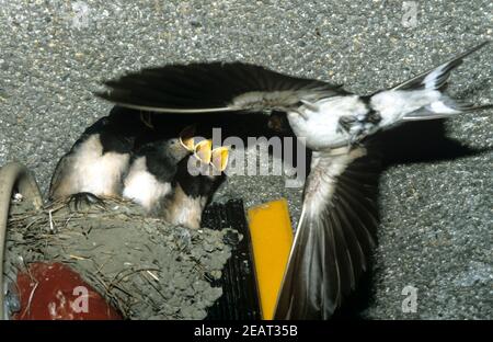 Jungschwalben Stockfoto