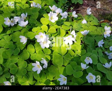 Waldsauerklee, Oxalis, Acetosella Stockfoto