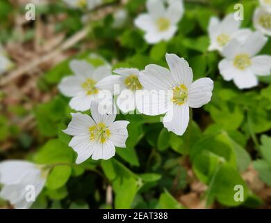 Waldsauerklee, Oxalis, Acetosella Stockfoto
