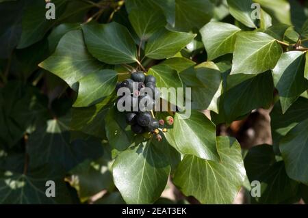 Efeubeeren Hedera Helix Stockfoto