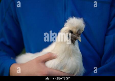 Nahaufnahme Porträt von weichen weißen Haustier Seiden Huhn. Blauer Hintergrund. Stockfoto