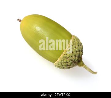 Eicheln, Stieleiche, Quercus robur, Stockfoto