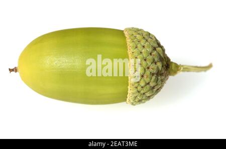 Eicheln, Stieleiche, Quercus robur, Stockfoto