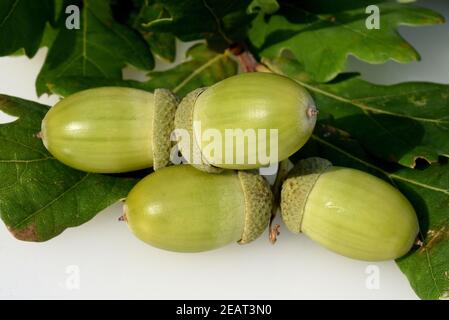 Eicheln, Stieleiche, Quercus robur, Stockfoto