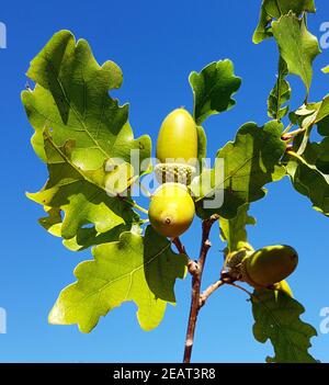 Eicheln, Stieleiche, Quercus robur, Stockfoto
