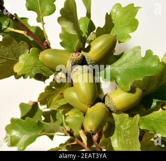 Eicheln, Stieleiche, Quercus robur, Stockfoto