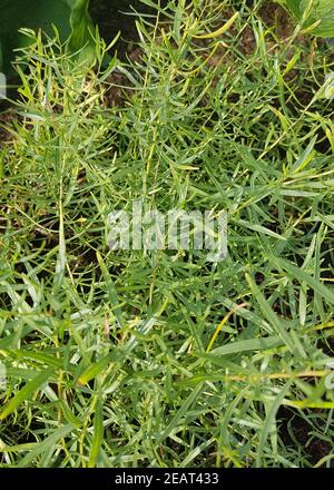 Estragon, Artemisia dracunculus, Deutscher, Baden Baden, Kraeuter, Heilpflanze Stockfoto