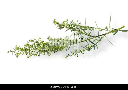 Estragon Artemisia Dracunculus Stockfoto