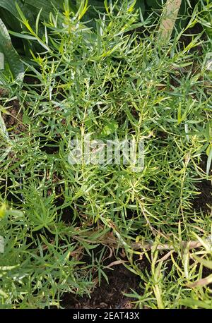 Estragon, Artemisia dracunculus, Deutscher, Baden Baden, Kraeuter, Heilpflanze Stockfoto