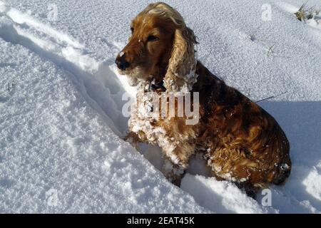 Cocker Spaniel, Roter Stockfoto