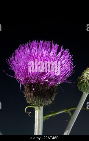 Verschiedenblaettrige, Kratzdistel, Cirsium helenioides Stockfoto