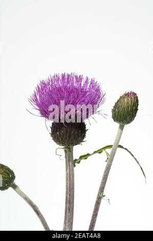 Verschiedenblaettrige, Kratzdistel, Cirsium helenioides Stockfoto