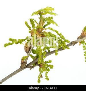 Eichenbluete Quercus Stockfoto