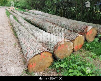 Eichenstaemme, Quercus, Robur Stockfoto