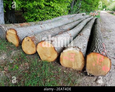 Eichenstaemme, Quercus, Robur Stockfoto