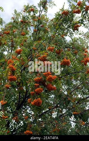 Vogelbeerbaum, Sorbus aucuparia Stockfoto