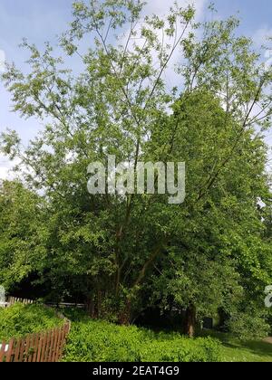 Silberweide salix alba Stockfoto