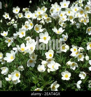 Weiße Silberwurz Dryas octopetala Stockfoto