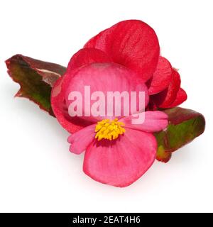 Begonie, Begonie, Semperflorens, Balkonblumen, Stockfoto