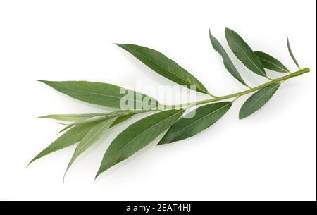 Silberweide, Salix Alba, Stockfoto