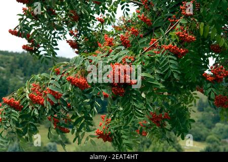 Vogelbeerbaum, Sorbus aucuparia Stockfoto