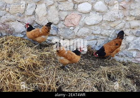 Vorwerkhuehner, Gallus domesticus Stockfoto