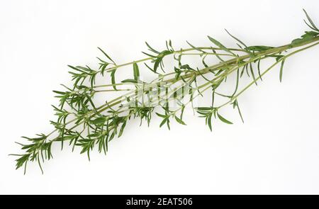 Sommer, Bohnenkraut Satureja hortensis, Stockfoto