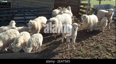 Walachenschafe, Ovis Ammon F. Aries, Zackelschaf Stockfoto