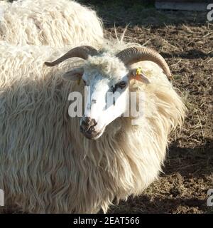 Walachenschafe, Ovis Ammon F. Aries, Zackelschaf Stockfoto